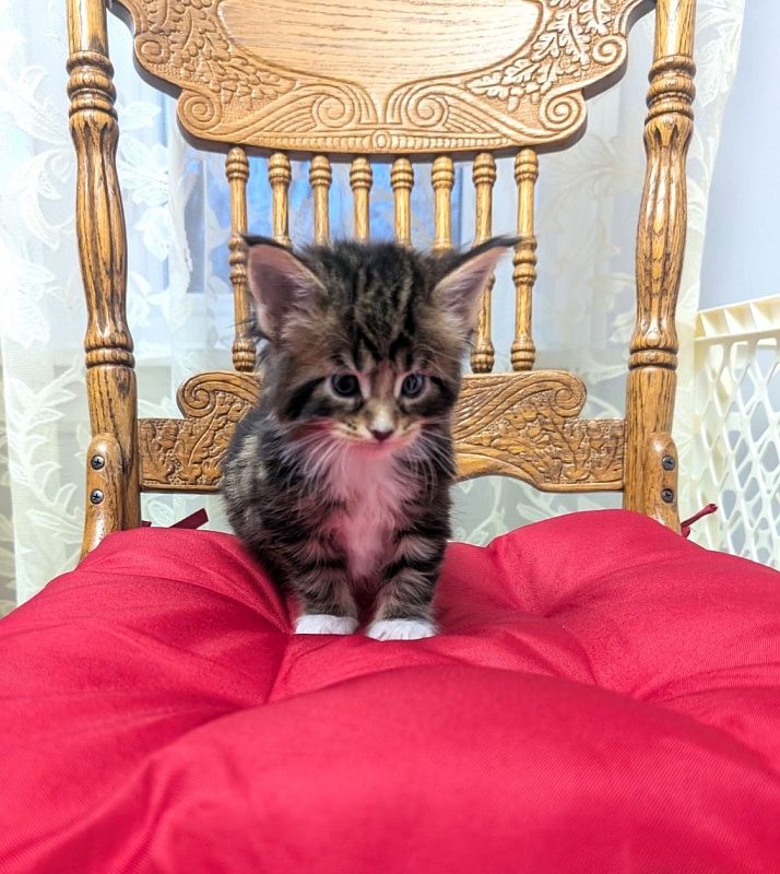 Xtream Monterini - Kitten maine-coon 1 month
