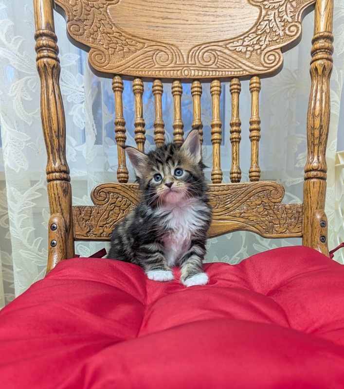 Xtream Monterini - Kitten maine-coon 1 month