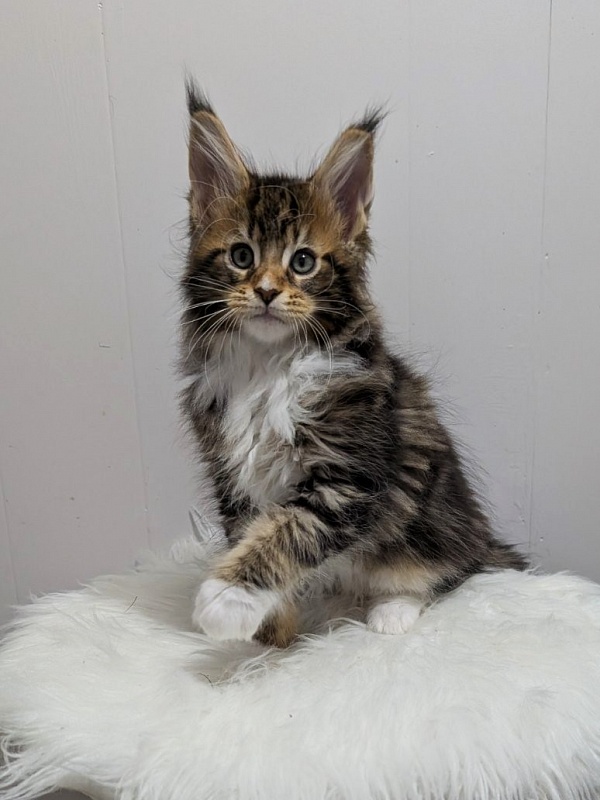 Xtream Monterini - Kitten maine-coon 2 months