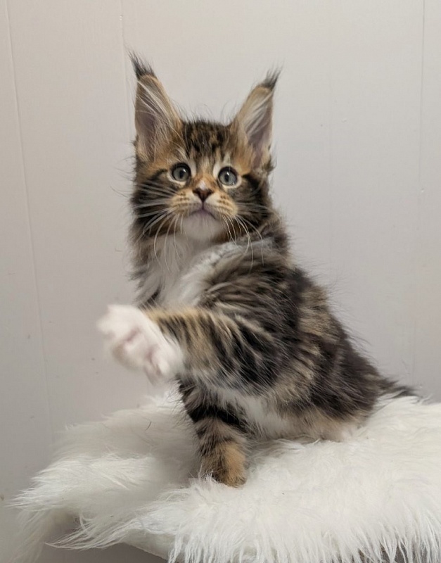 Xtream Monterini - Kitten maine-coon 2 months