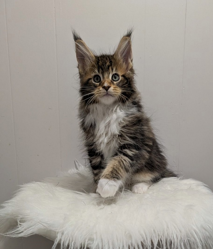 Xtream Monterini - Kitten maine-coon 2 months