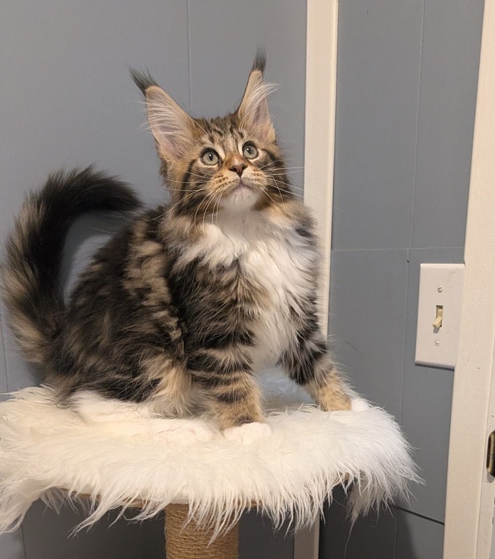 Xtream Monterini - Kitten maine-coon 2 months 3.5 weeks