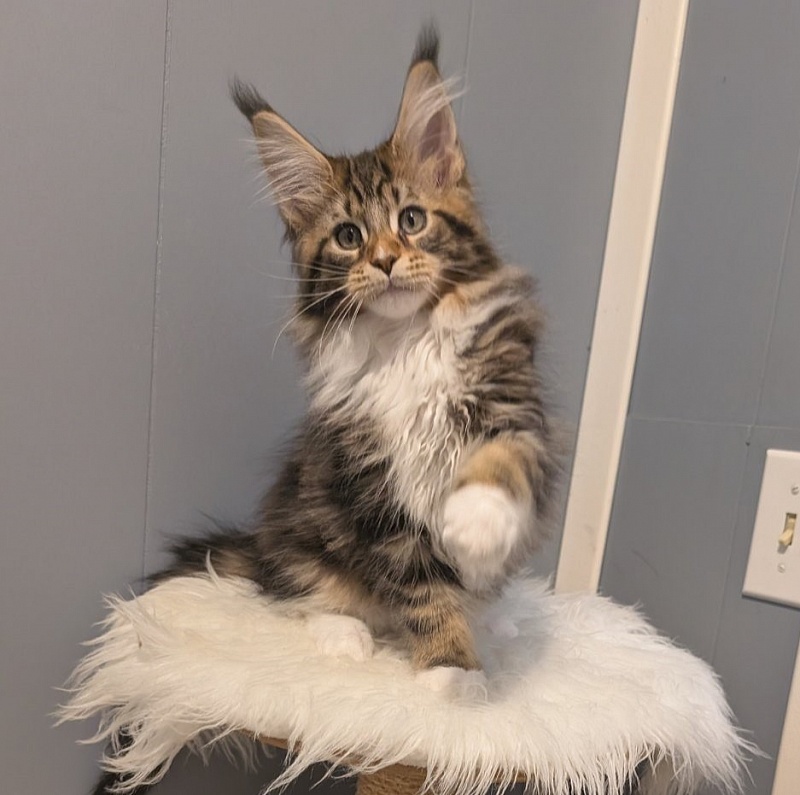 Xtream Monterini - Kitten maine-coon 2 months 3.5 weeks