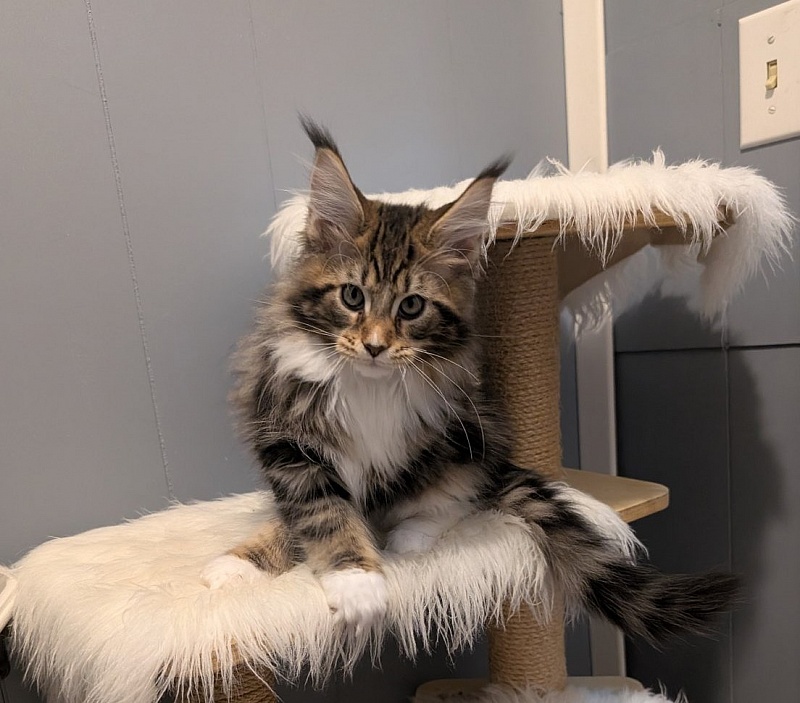 Xtream Monterini - Kitten maine-coon 2 months 3.5 weeks