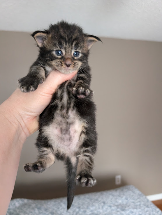 Xaksa Monterini - Кошеня мейн-кун 2,5 тижні