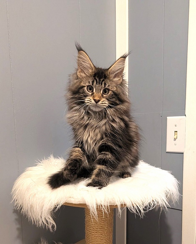 Xaksa Monterini - Кошеня мейн-кун 2 місяця 3,5 тижні