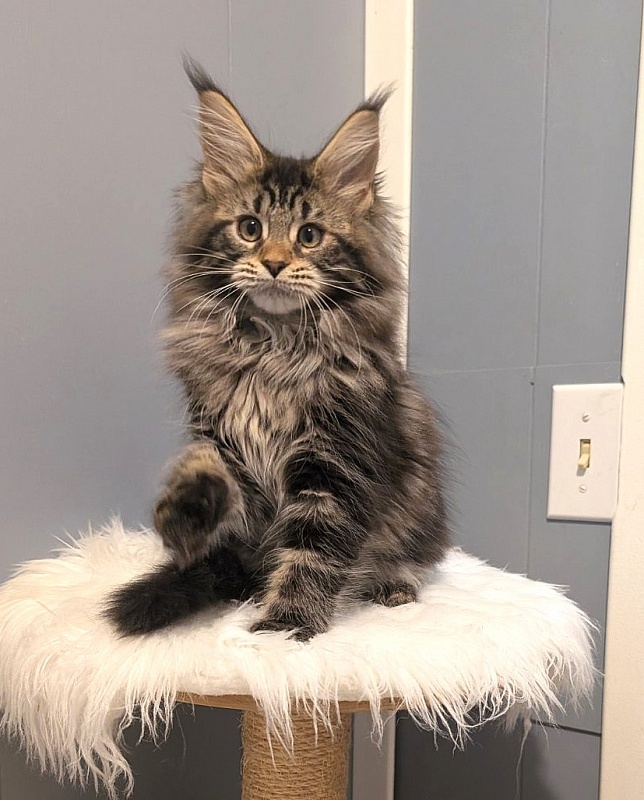 Xaksa Monterini - Кошеня мейн-кун 2 місяця 3,5 тижні