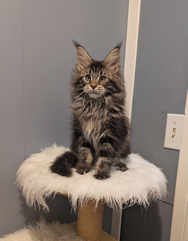 Xaksa Monterini - Кошеня мейн-кун 2 місяця 3,5 тижні