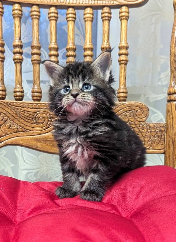 Xaksa Monterini - Кошеня мейн-кун 1 місяць