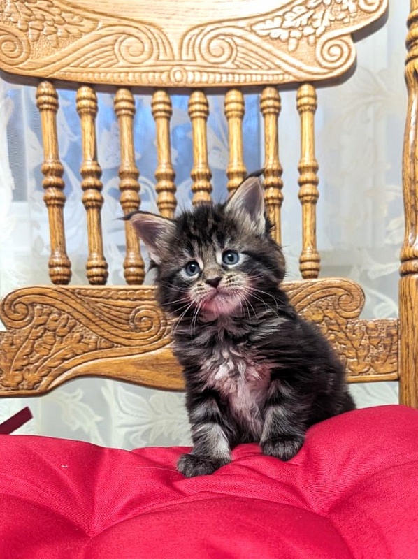 Xaksa Monterini - Кошеня мейн-кун 1 місяць