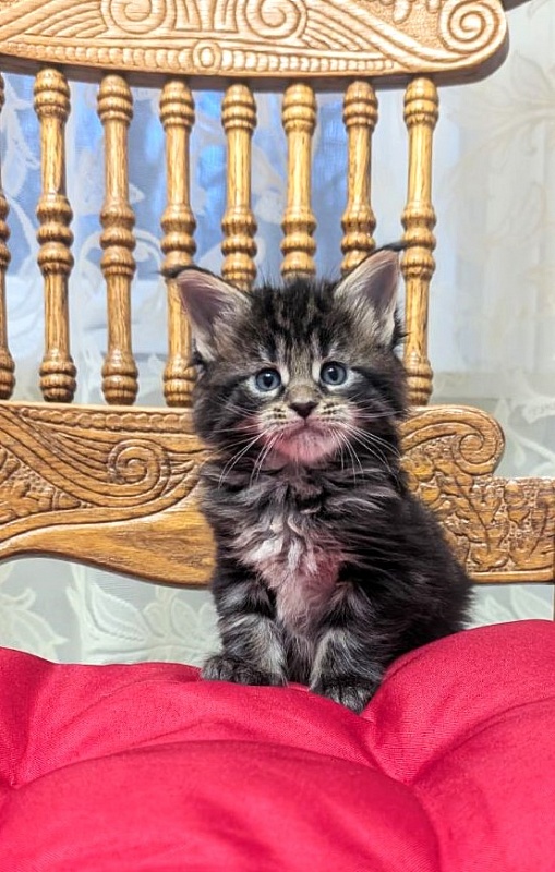 Xaksa Monterini - Кошеня мейн-кун 1 місяць