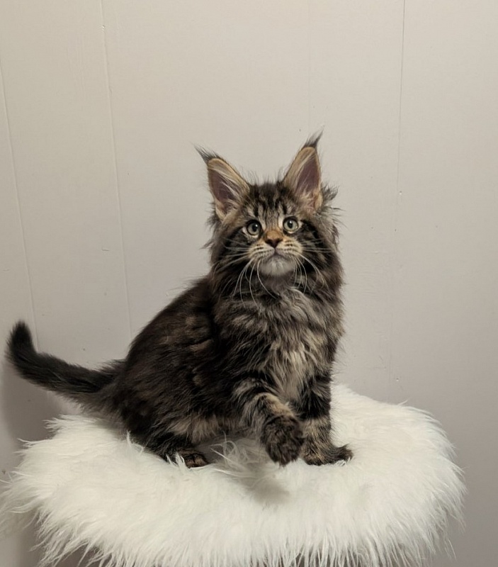 Xaksa Monterini - Кошеня мейн-кун 2 місяця