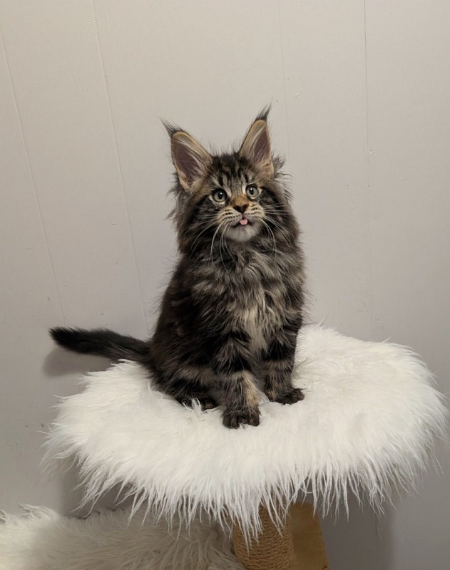 Xaksa Monterini - Кошеня мейн-кун 2 місяця