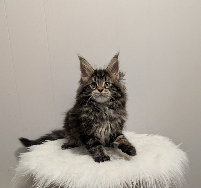 Xaksa Monterini - Кошеня мейн-кун 2 місяця