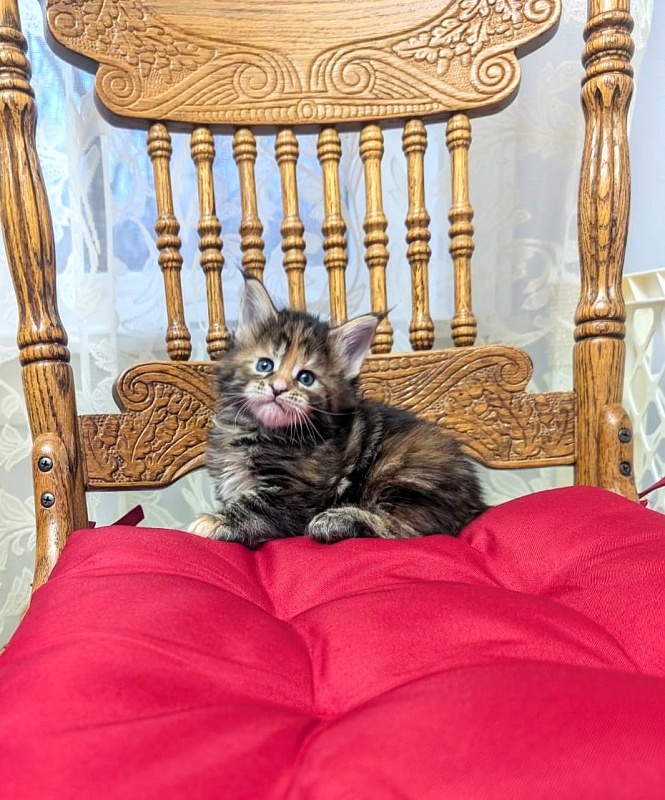 Xstasy Monterini - Kitten maine-coon 1 month