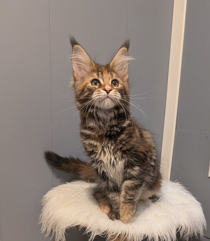 Xstasy Monterini - Kitten maine-coon 2 months 3.5 weeks