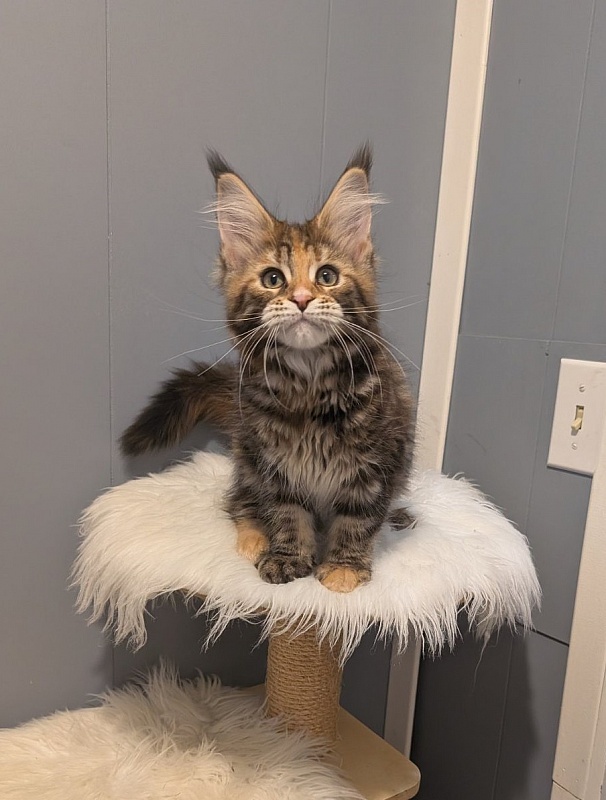 Xstasy Monterini - Kitten maine-coon 2 months 3.5 weeks