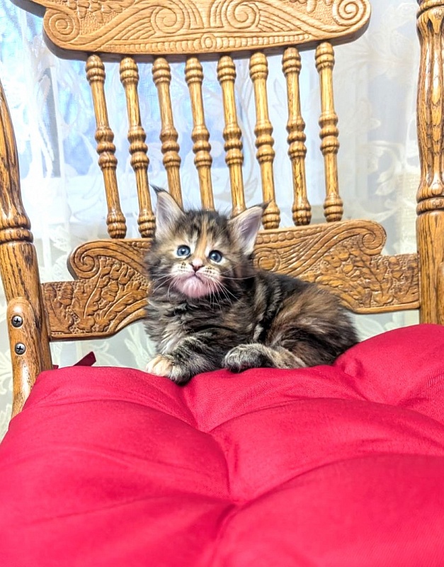 Xstasy Monterini - Kitten maine-coon 1 month