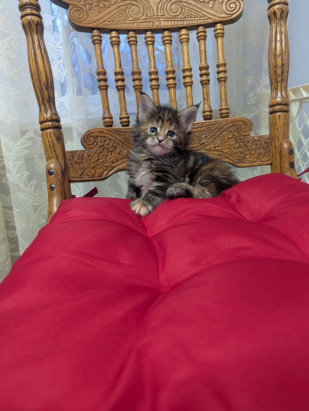 Xstasy Monterini - Kitten maine-coon 1 month