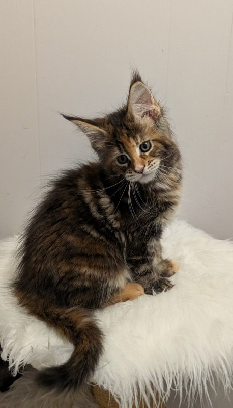 Xstasy Monterini - Kitten maine-coon 2 months