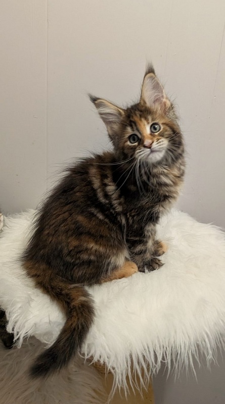 Xstasy Monterini - Kitten maine-coon 2 months