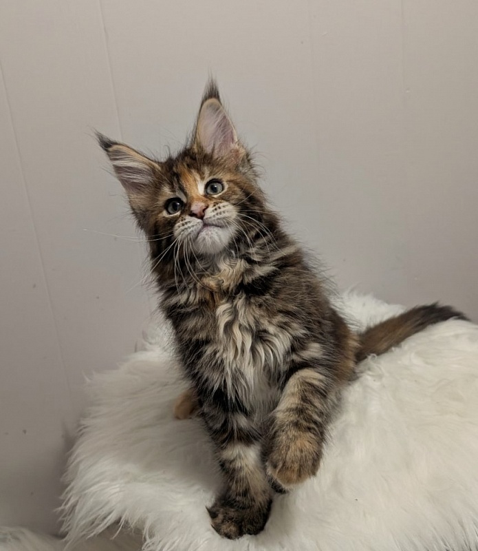 Xstasy Monterini - Kitten maine-coon 2 months