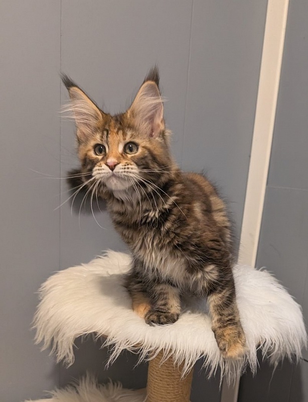 Xstasy Monterini - Kitten maine-coon 2 months 3.5 weeks