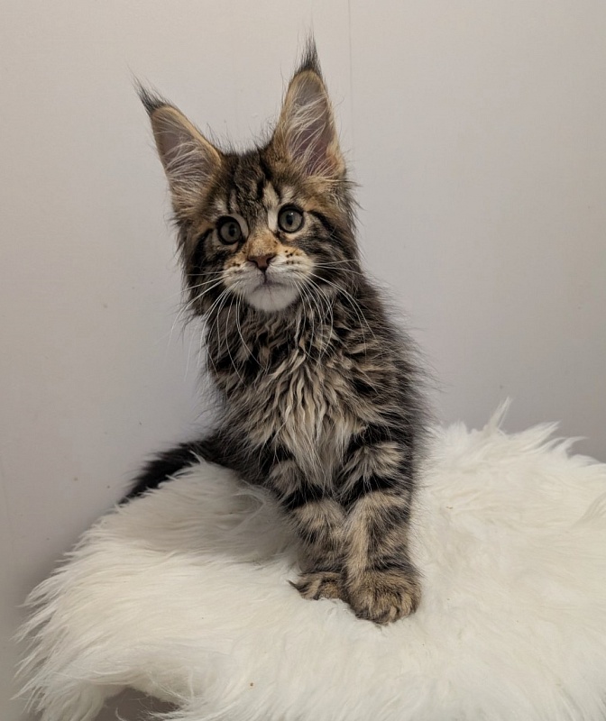 X-file Monterini - Кошеня мейн-кун 2 місяця 1 тиждень