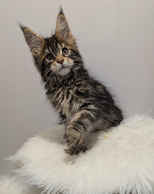 X-file Monterini - Кошеня мейн-кун 2 місяця 1 тиждень