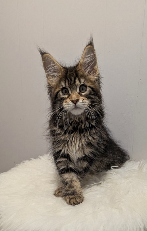 X-file Monterini - Кошеня мейн-кун 2 місяця 1 тиждень