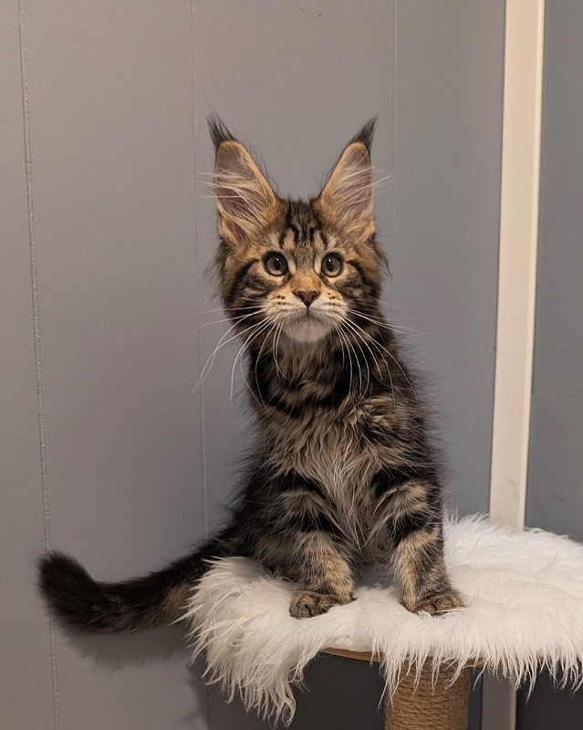 X-file Monterini - Кошеня мейн-кун 2 місяця 3,5 тижні