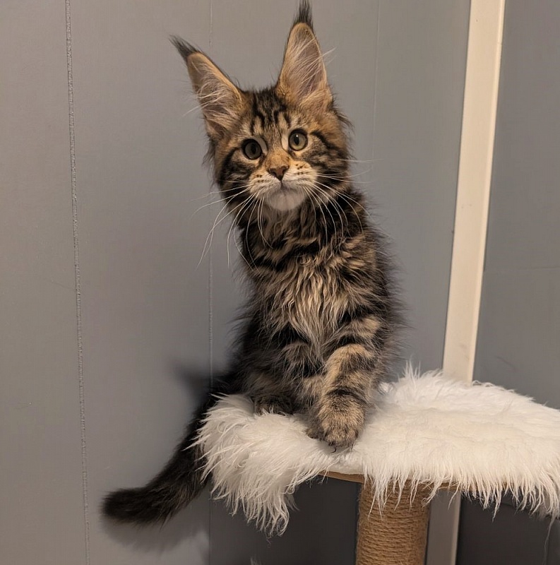 X-file Monterini - Кошеня мейн-кун 2 місяця 3,5 тижні