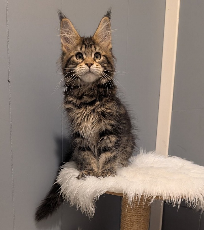 X-file Monterini - Кошеня мейн-кун 2 місяця 3,5 тижні