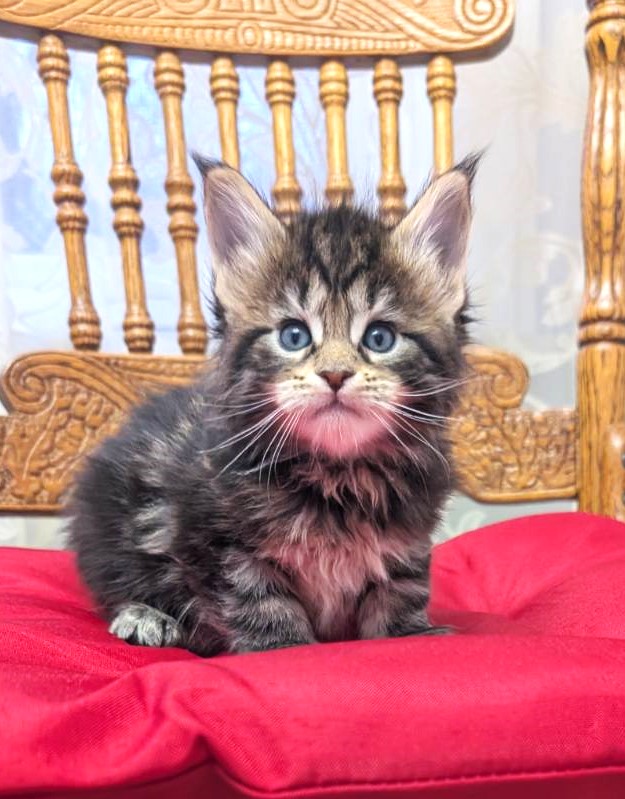 X-file Monterini - Кошеня мейн-кун 1 місяць