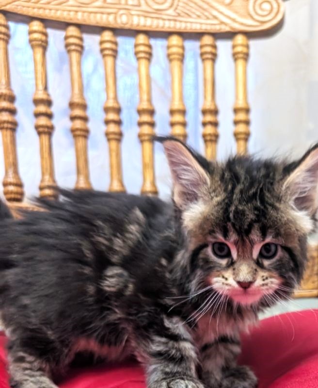 X-file Monterini - Кошеня мейн-кун 1 місяць