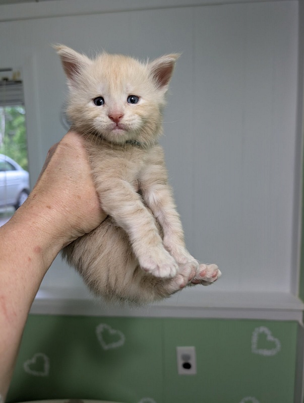 Yoyo Monterini - Kitten maine-coon 3.5 weeks