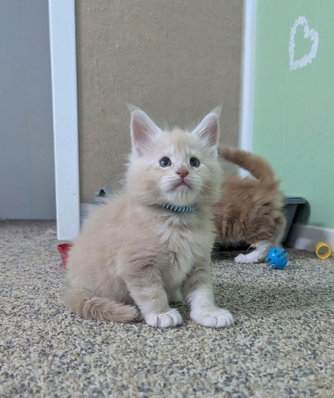 Yoyo Monterini - Kitten maine-coon 1 month 1 week