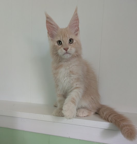 Yoyo Monterini - Kitten maine-coon 2 months 2.5 weeks