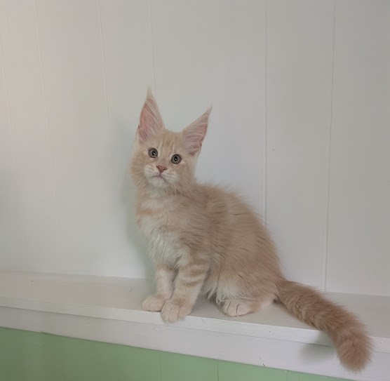 Yoyo Monterini - Kitten maine-coon 2 months 2.5 weeks
