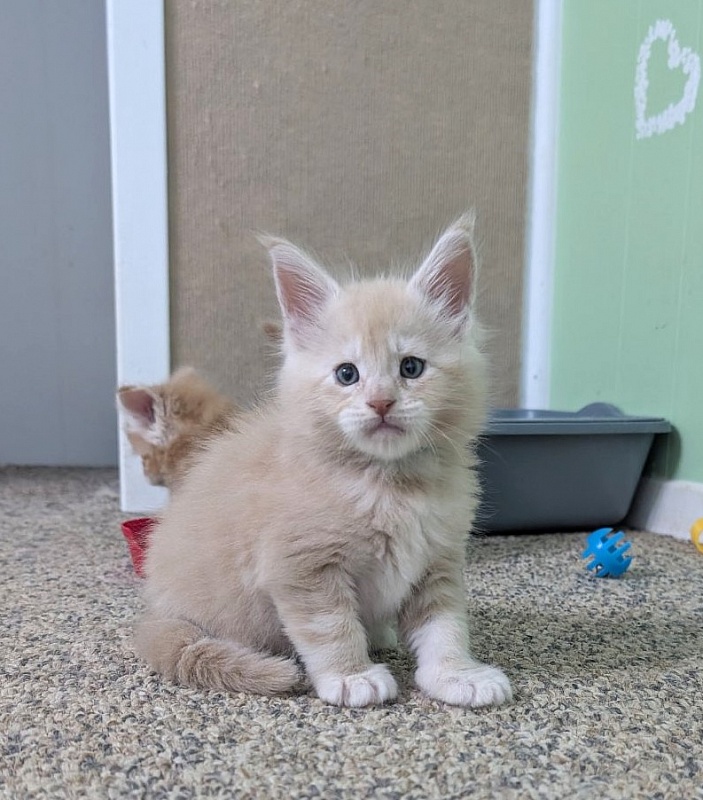 Yoyo Monterini - Kitten maine-coon 1 month 1 week