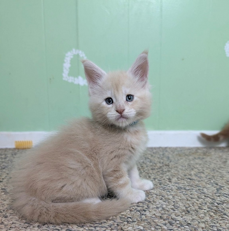 Yoyo Monterini - Kitten maine-coon 1 month 1 week