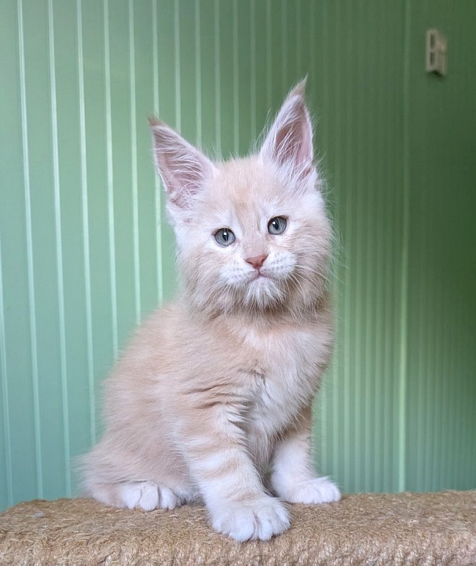 Yoyo Monterini - Kitten maine-coon 1 month 2.5 weeks
