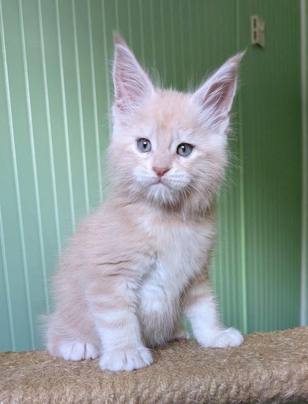Yoyo Monterini - Kitten maine-coon 1 month 2.5 weeks