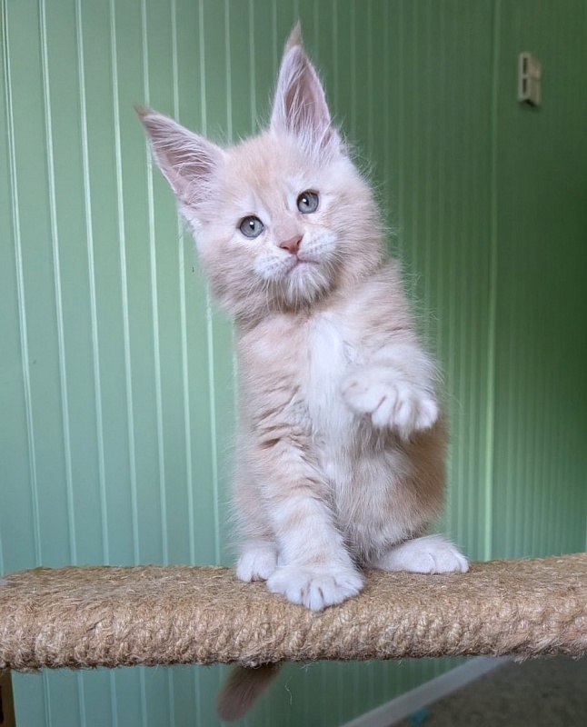 Yoyo Monterini - Kitten maine-coon 1 month 2.5 weeks