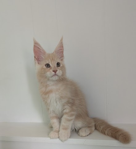 Yoyo Monterini - Kitten maine-coon 2 months 2.5 weeks