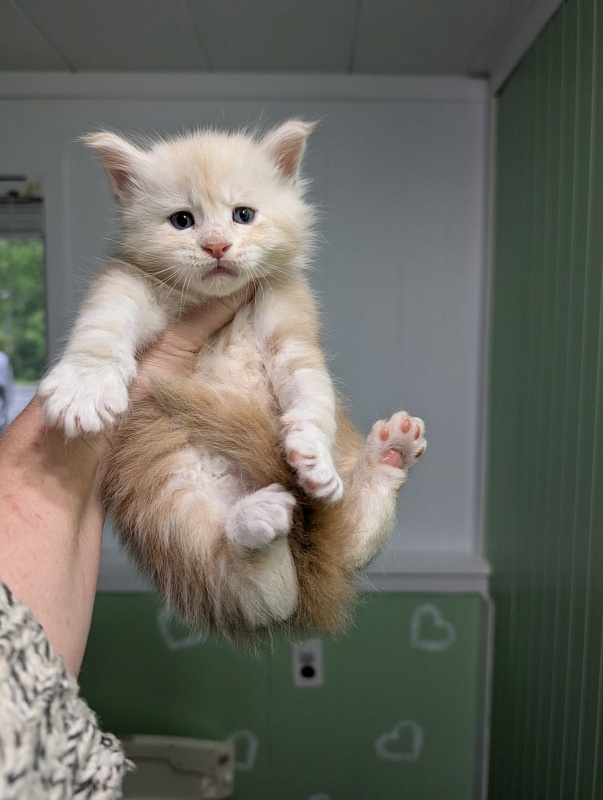 Yolli Monterini - Kitten maine-coon 3.5 weeks