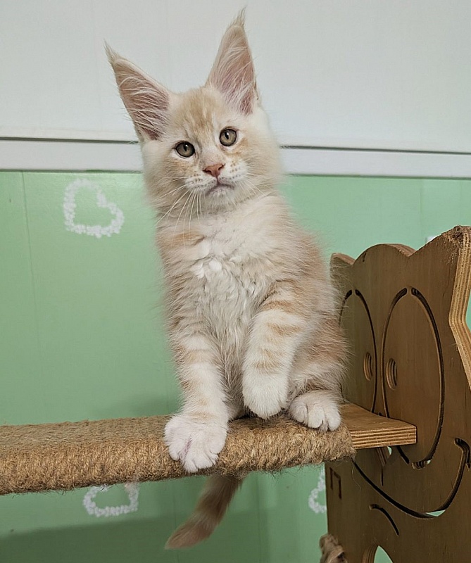 Yolli Monterini - Kitten maine-coon 2 months 1.5 week