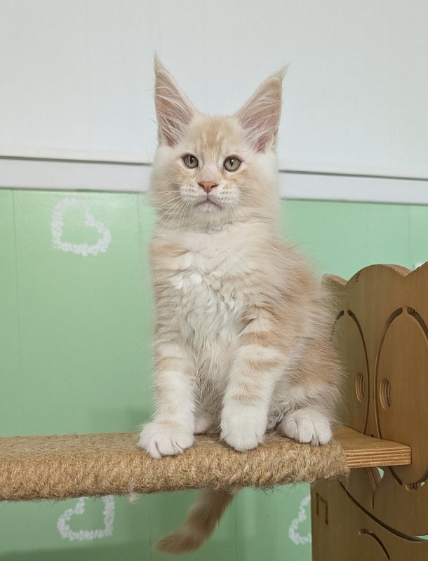 Yolli Monterini - Kitten maine-coon 2 months 1.5 week