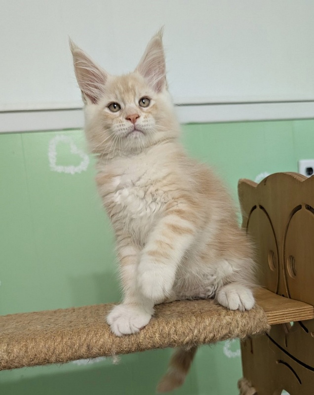 Yolli Monterini - Kitten maine-coon 2 months 1.5 week