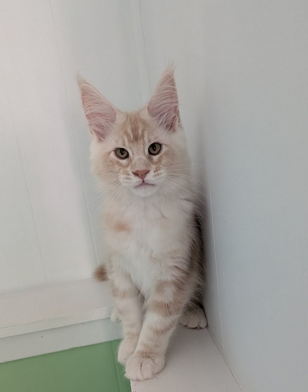 Yolli Monterini - Kitten maine-coon 2 months 3 weeks